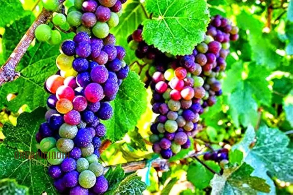 Ripe Rainbow Grape Clusters with Multicolored Fruits
