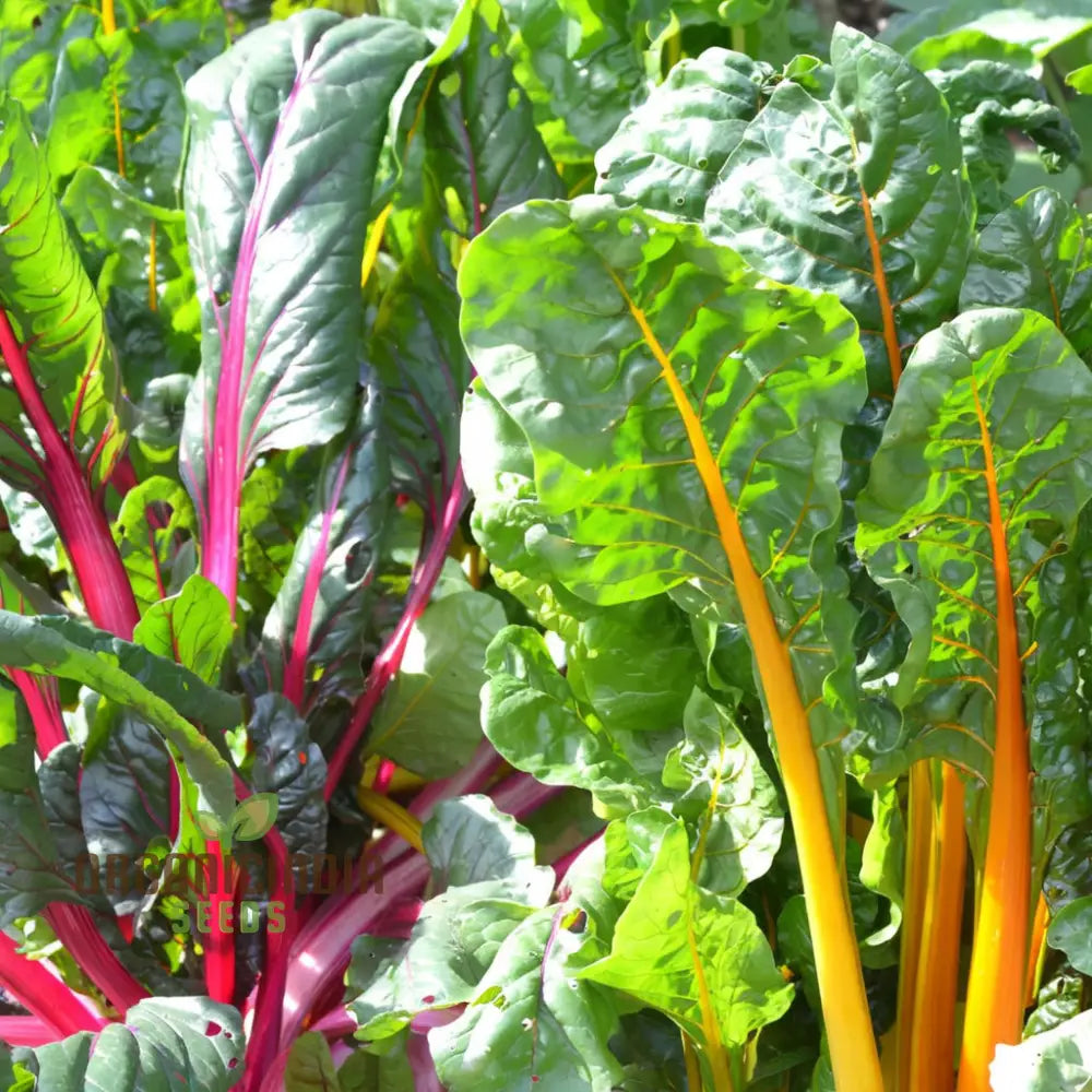 Organic Rainbow Mix Swiss Chard Seeds for Planting