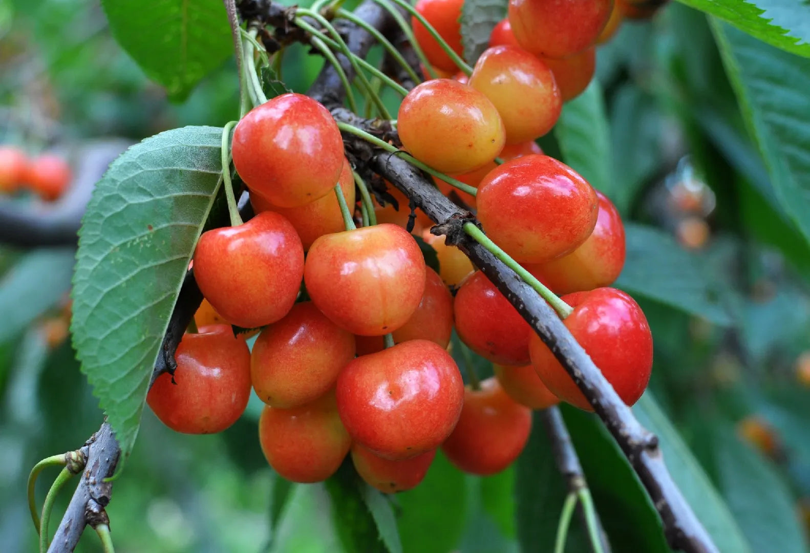 Rainier Cherry Tree Seedlings Growing in Pots