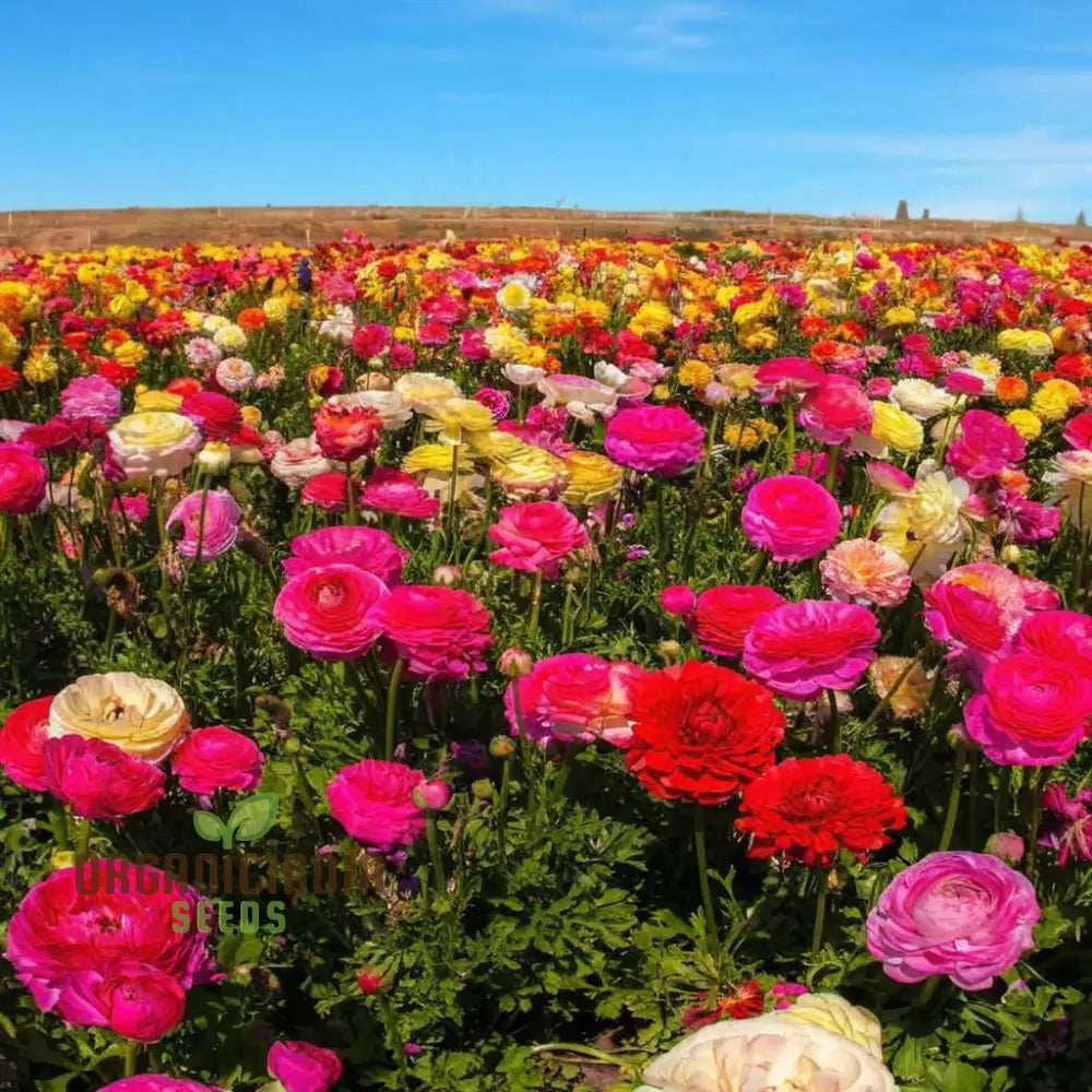 Ranunculus Mixed Color Flower Seeds for Vibrant Garden Blooms