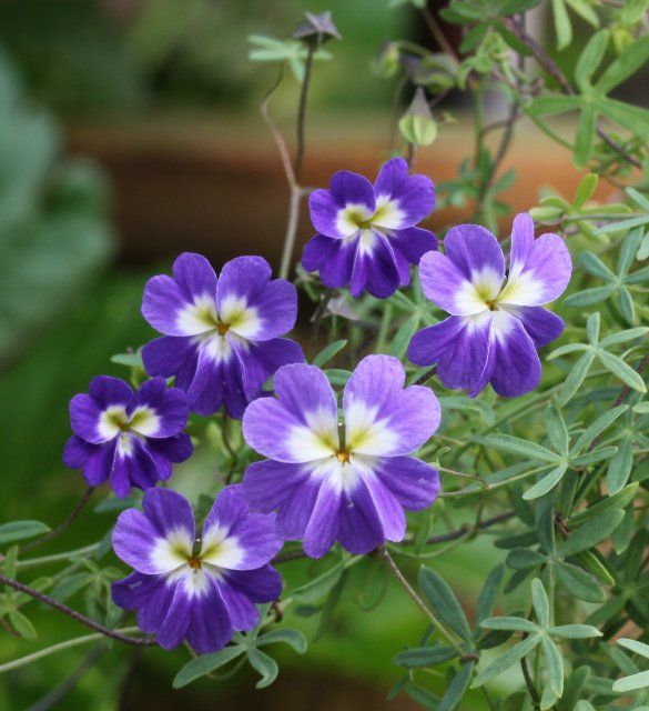 Rare azure-blue nasturtium blooms