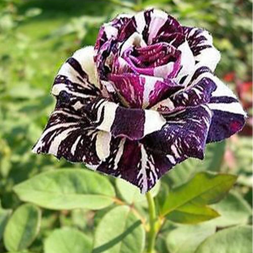 Rare Dark Rose Flower Blooming in Garden
