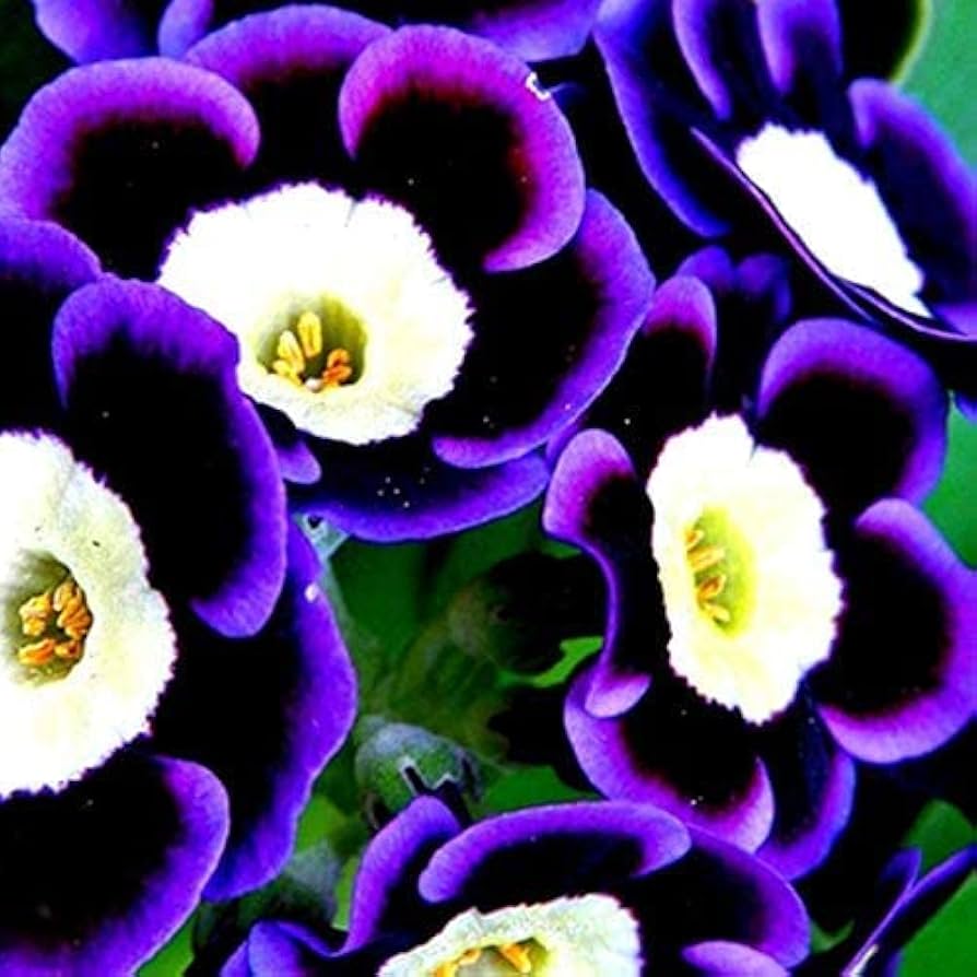 Rare blue petunia seeds for planting