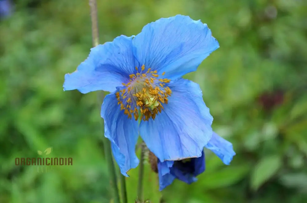 Meconopsis seeds for woodland gardens blue poppy blooms
