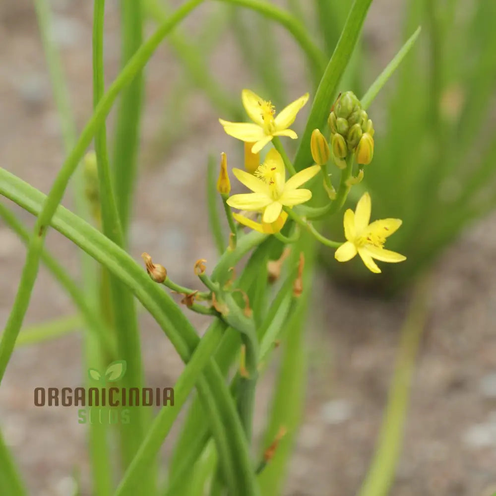 Rare Bulbine Semibarbata Plant Seeds for Home Garden Growers