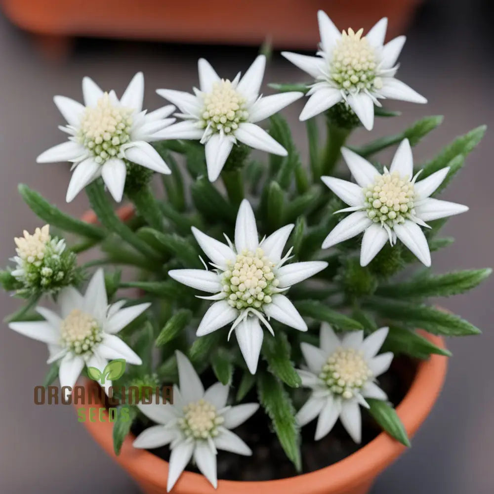 Close-up of rare white Edelweiss flower