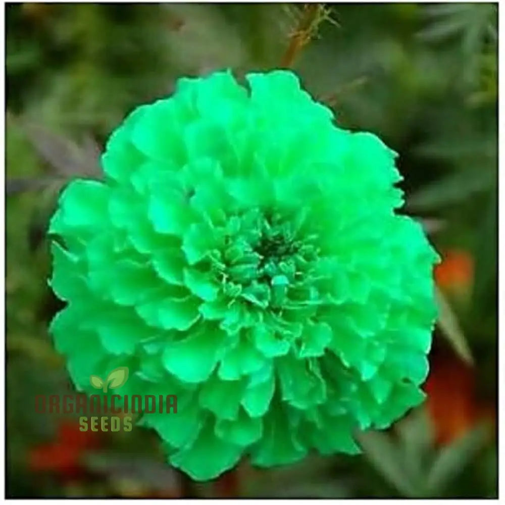 Rare green marigold flower seeds