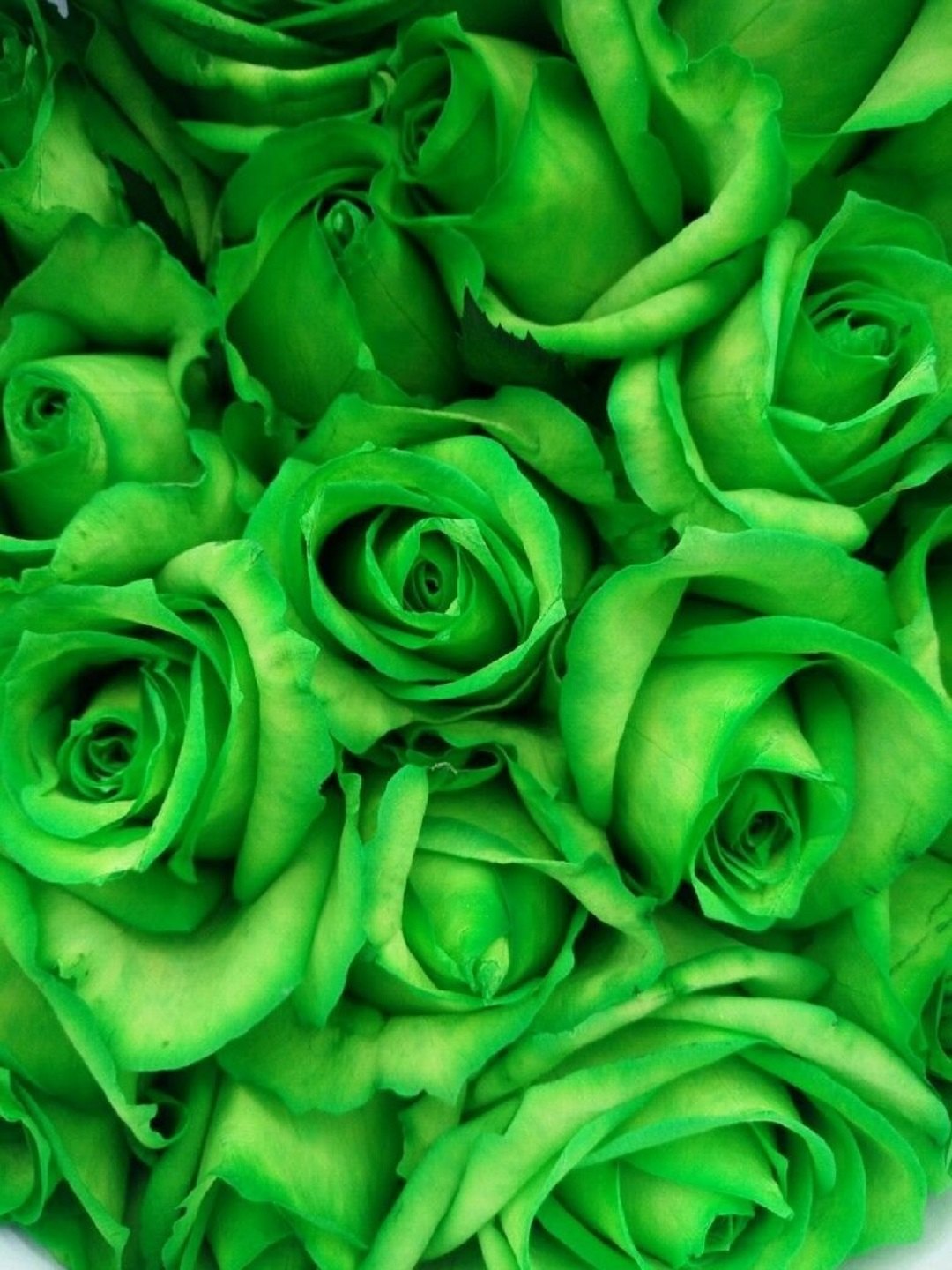 Non-GMO Green Rose Seeds for Rare Decorative Flower Gardening