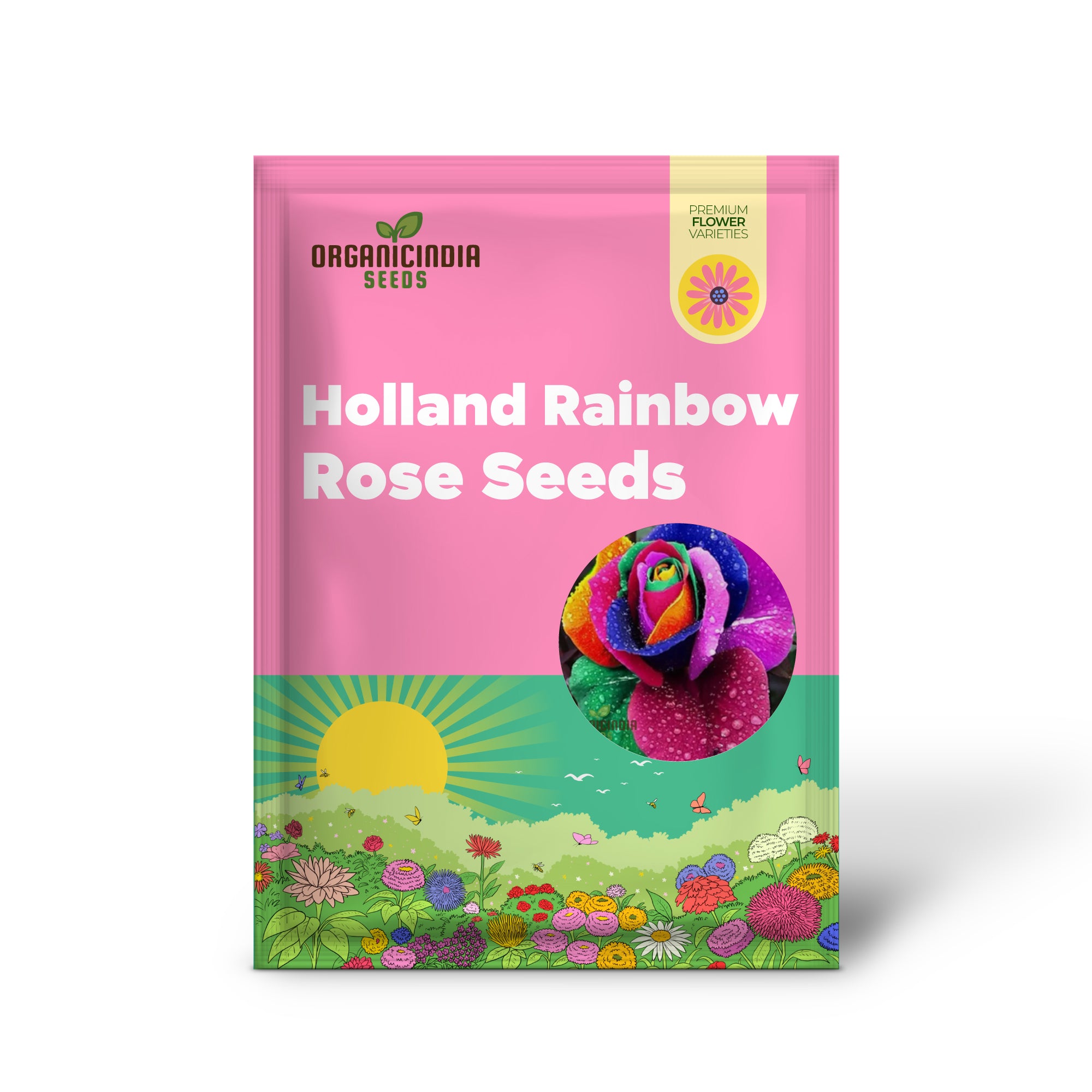 Rare Holland rainbow rose in full bloom