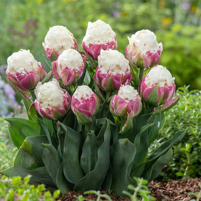 Rare Ice Cream Tulip Seeds for Decorative Flower Gardens