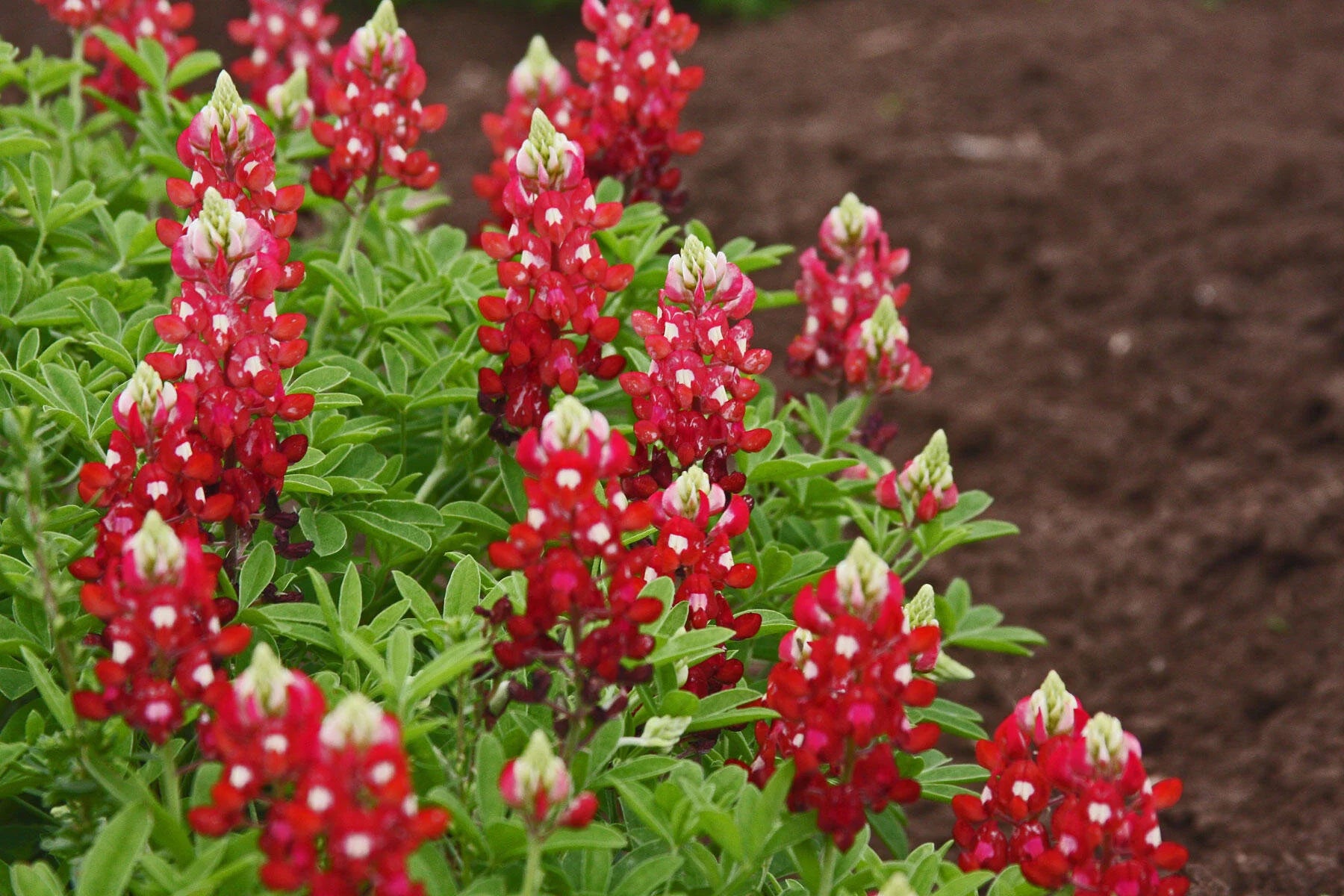 Rare maroon Bluebonnet flower seeds