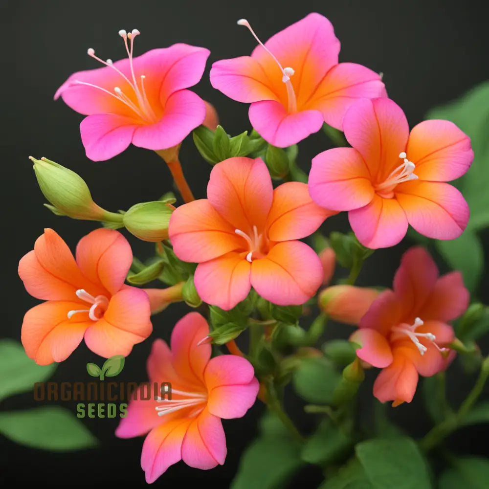 Rare orange pink Mirabilis blooms in garden