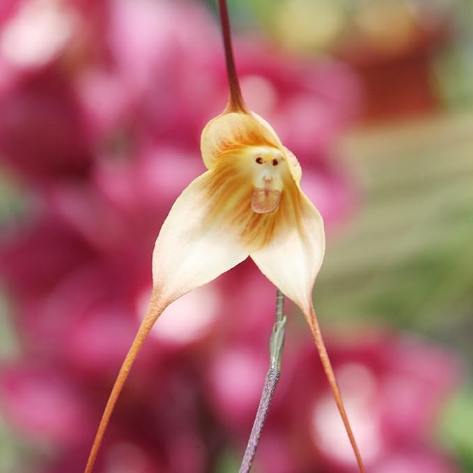 Rare Monkey Orchid seeds Non-GMO