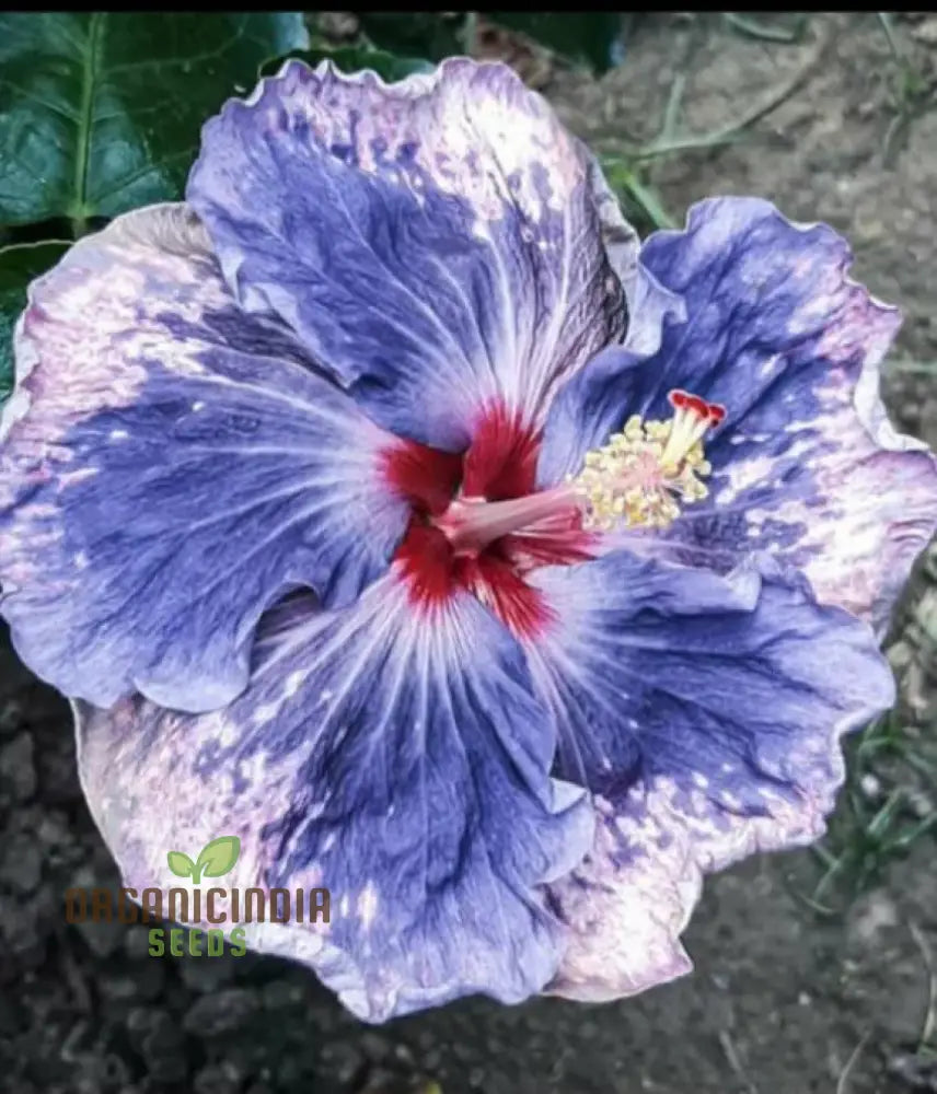 Rare semi blue and white cream hibiscus flower seeds