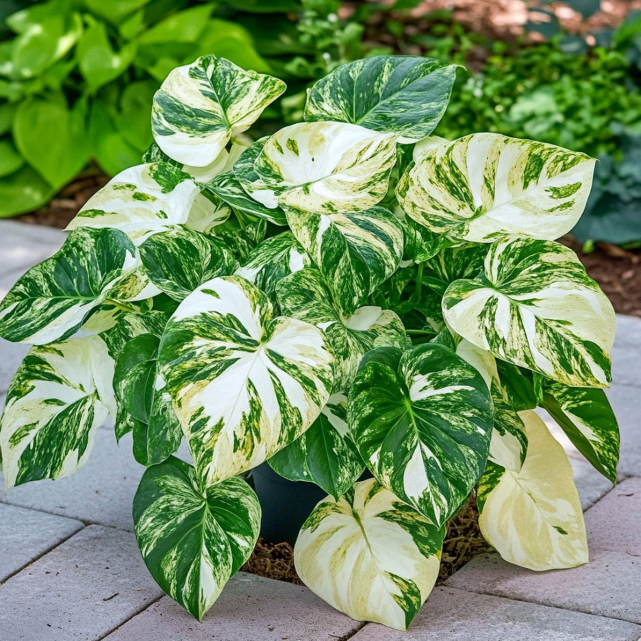 Rare Variegated Mint Plant with White and Green Decorative Leaves