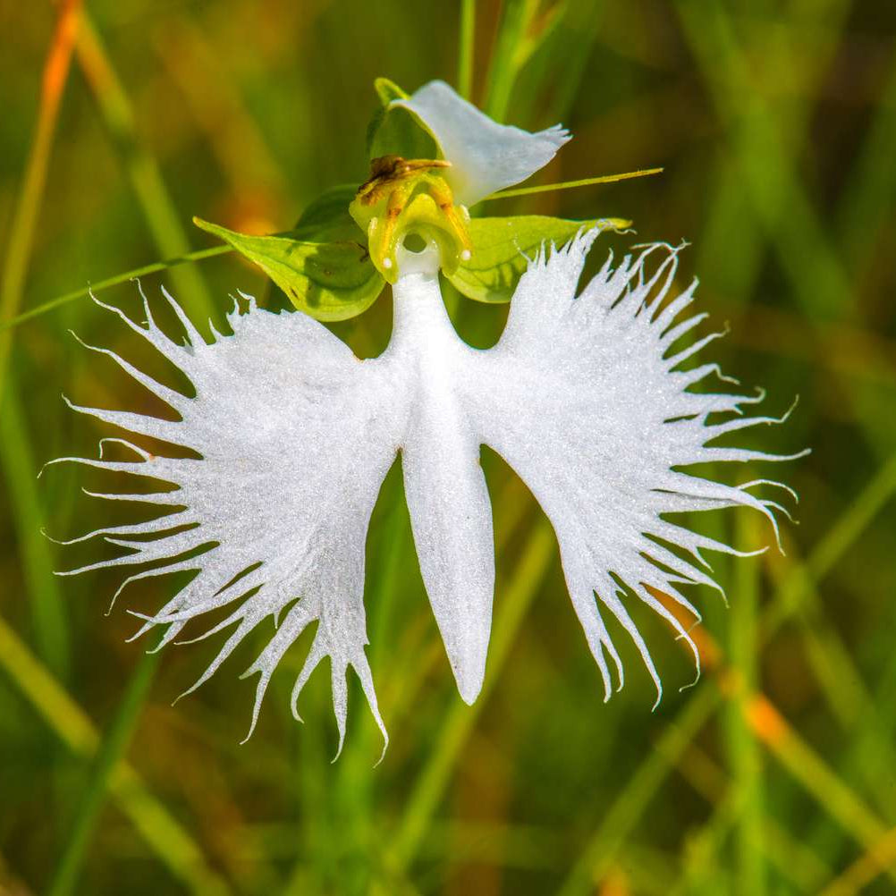 Non-GMO rare white orchid seeds