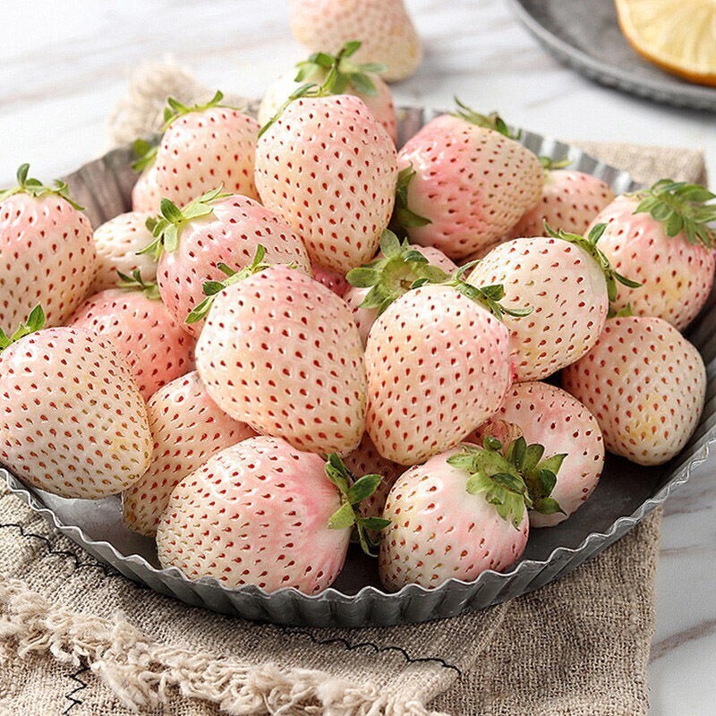 Rare white strawberry seeds producing sweet pineapple-flavored fruits
