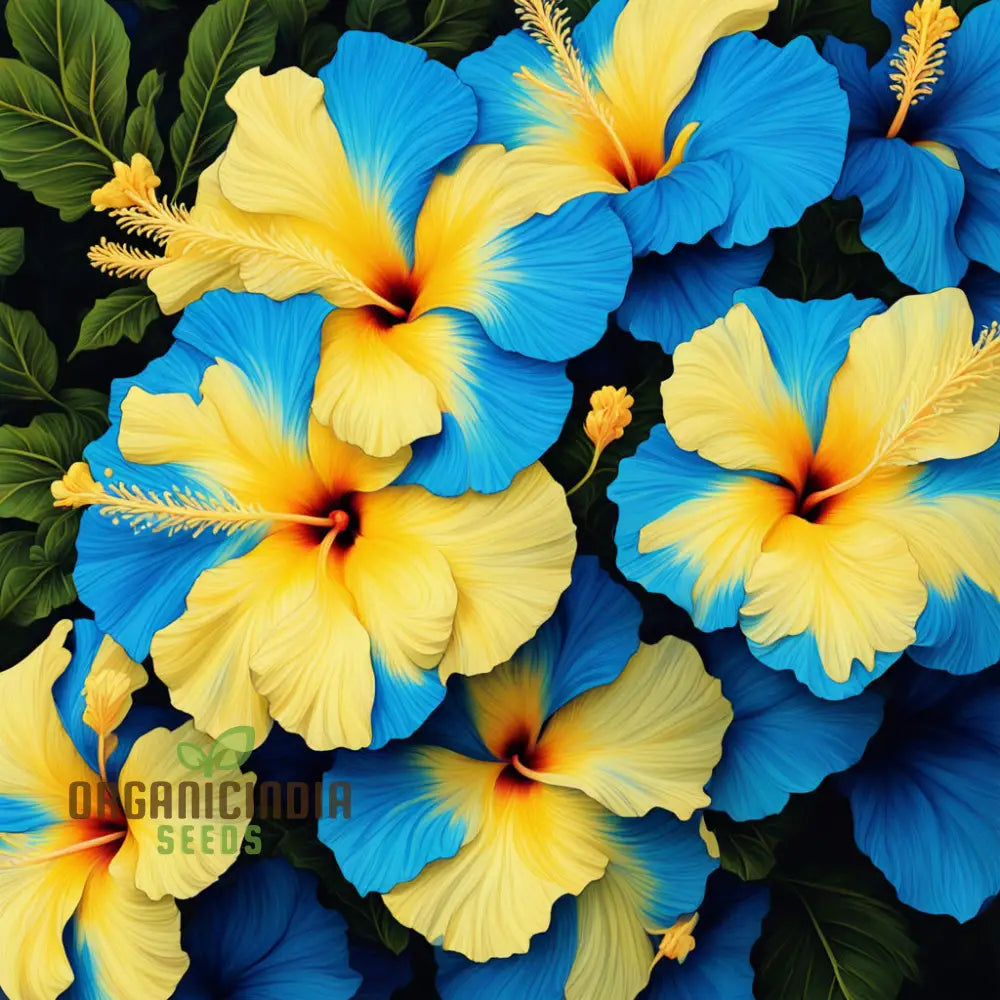 Rare yellow blue hibiscus plant grown from seeds