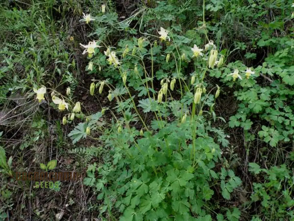 Rare Yellow Columbine Flower Seeds for Spring Garden Blooms