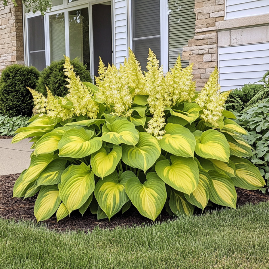 Rare Yellow Gold Hosta Seeds for Planting Shade Foliage Plants
