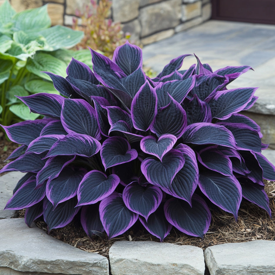 Rare Mix Hosta Seeds Purple Black Variety for Shade Gardens