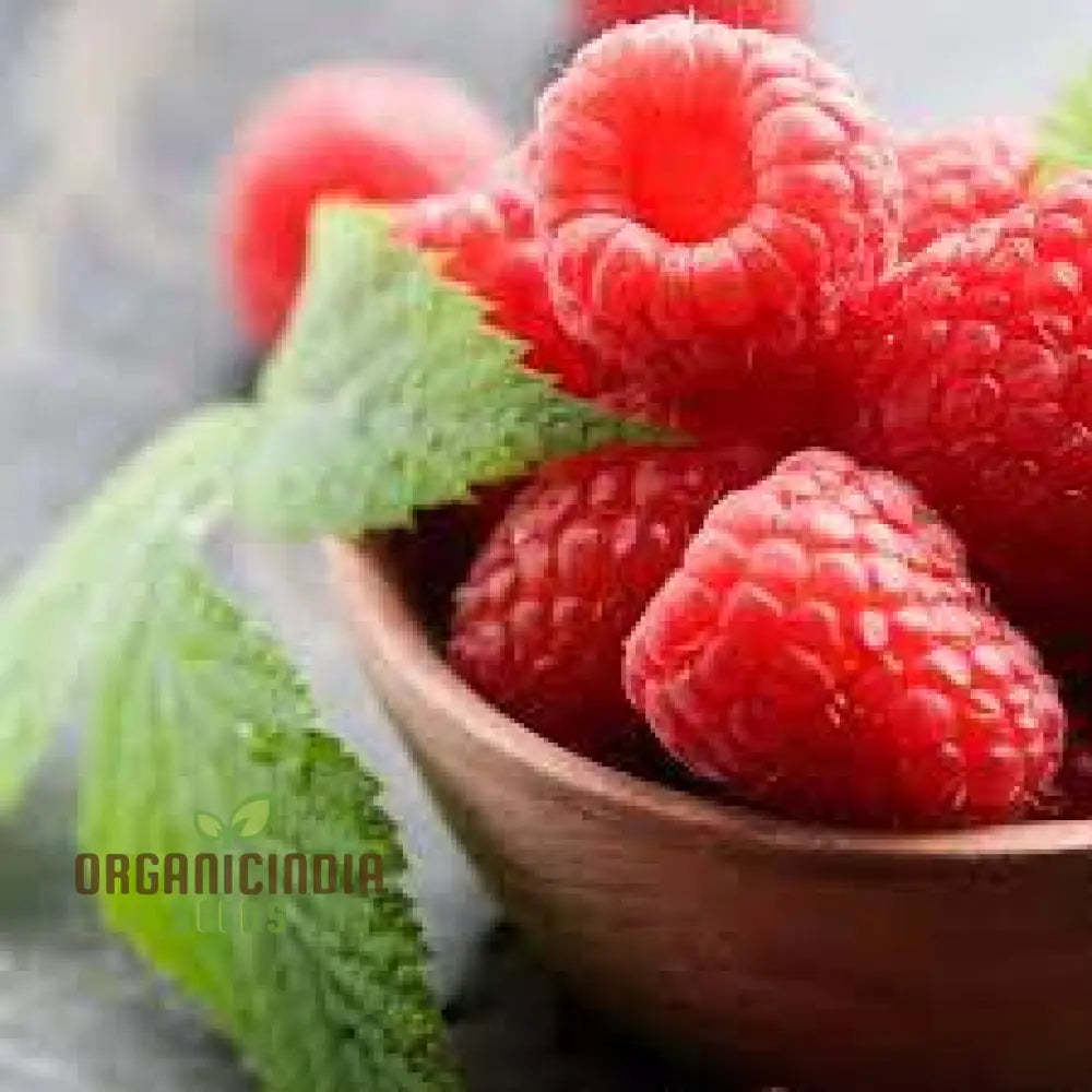 Raspberry ’Ruby Red’ Seeds For Your Garden - Buy Organic Online