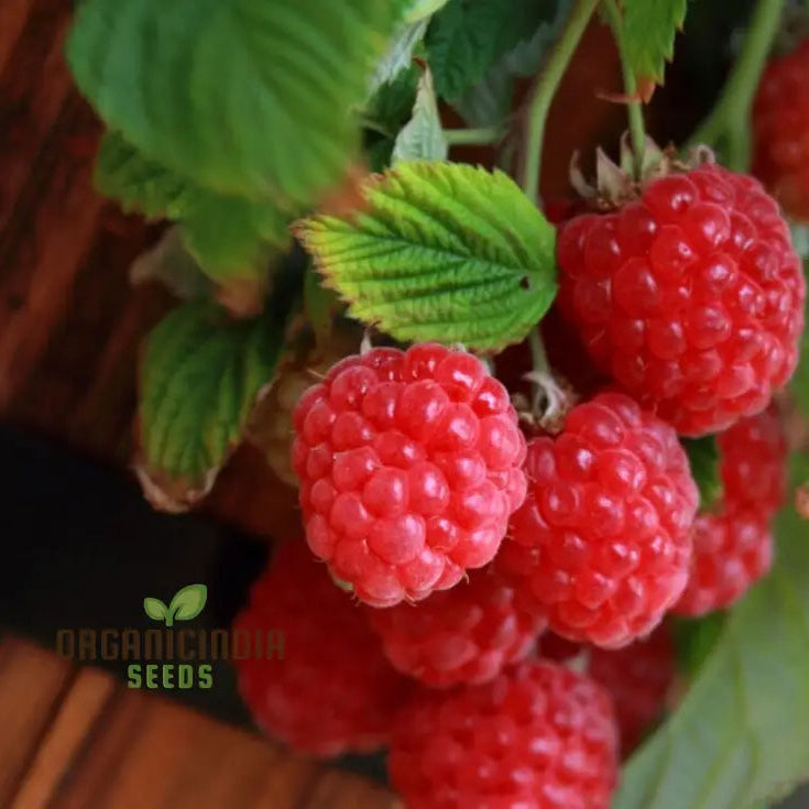 Raspberry ‘Ruby Red’ Seeds for Planting – Organic Heirloom Variety
