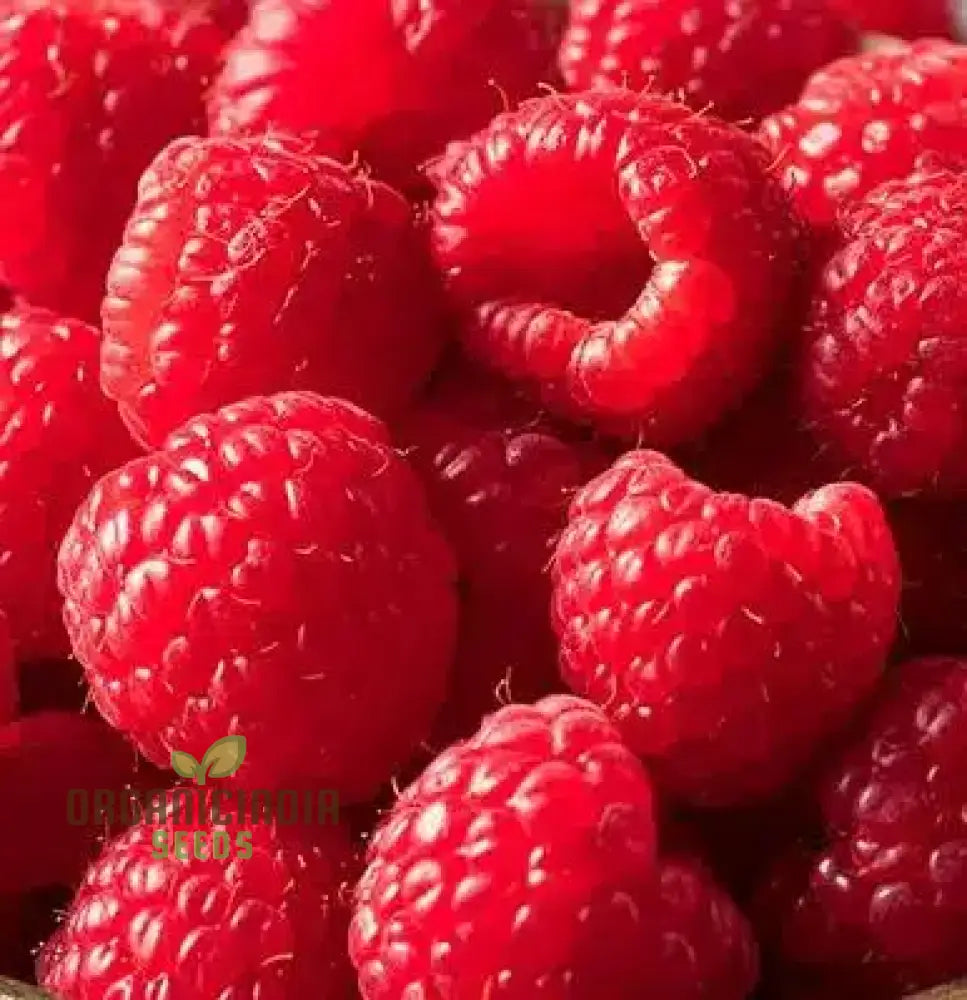 Raspberry ’Ruby Red’ Seeds For Your Garden - Buy Organic Online