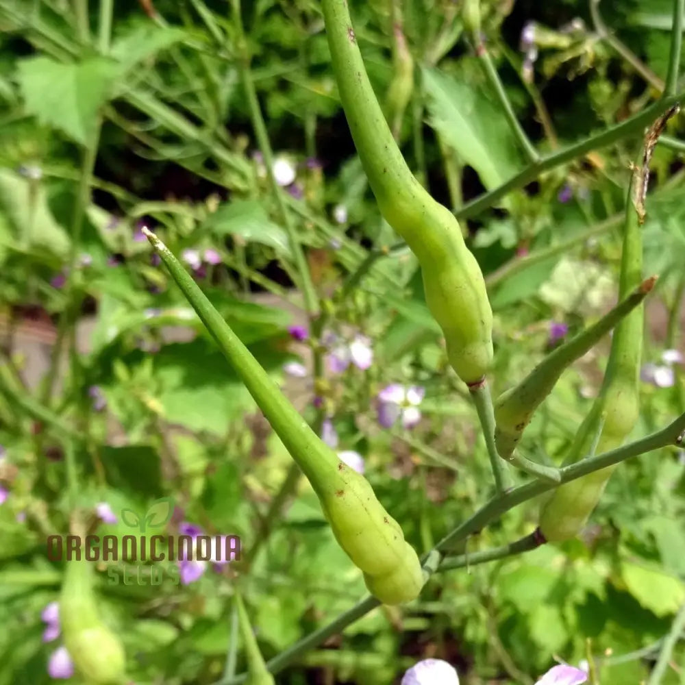 Mature Rat-Tailed Radish Plant from Seeds, Long and Crisp Roots