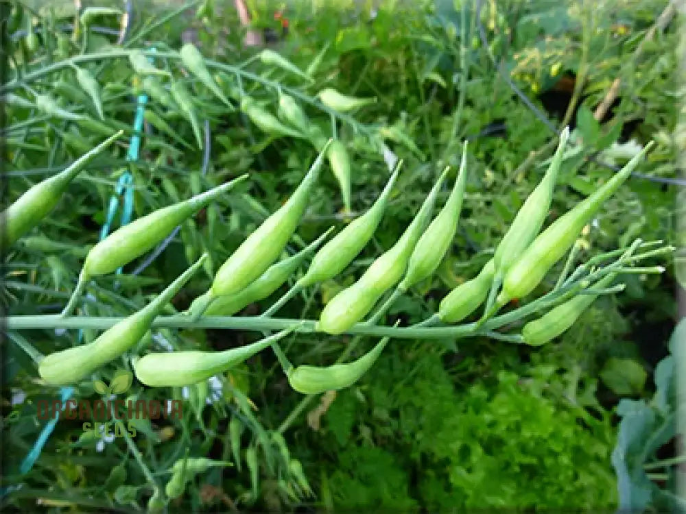 Rat-Tailed Radish Roots Growing in Garden, Flavorful Homegrown Radishes