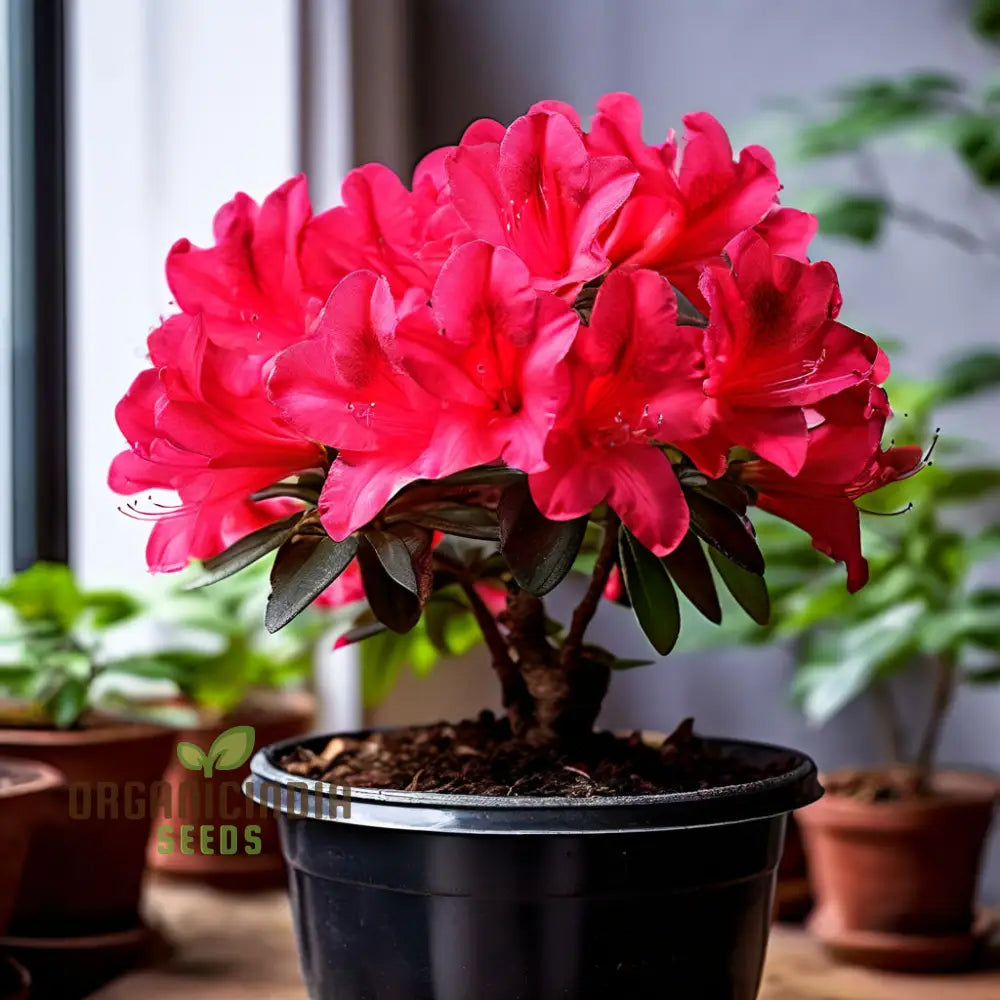 Red Azalea flowering shrub in bloom