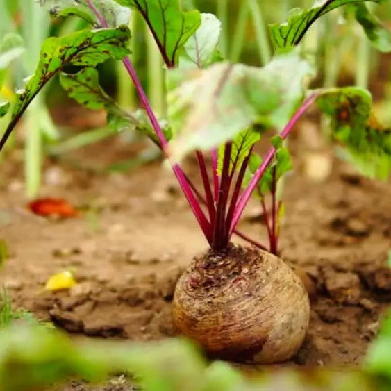 Premium Red Beet Seeds for Home Garden, Easy-to-Grow Beet Seeds
