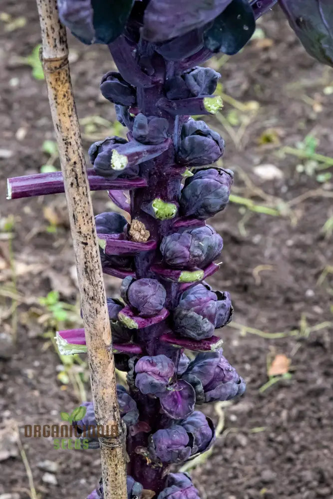 Harvested Red Bull Brussels Sprouts, Vibrant and Flavorful