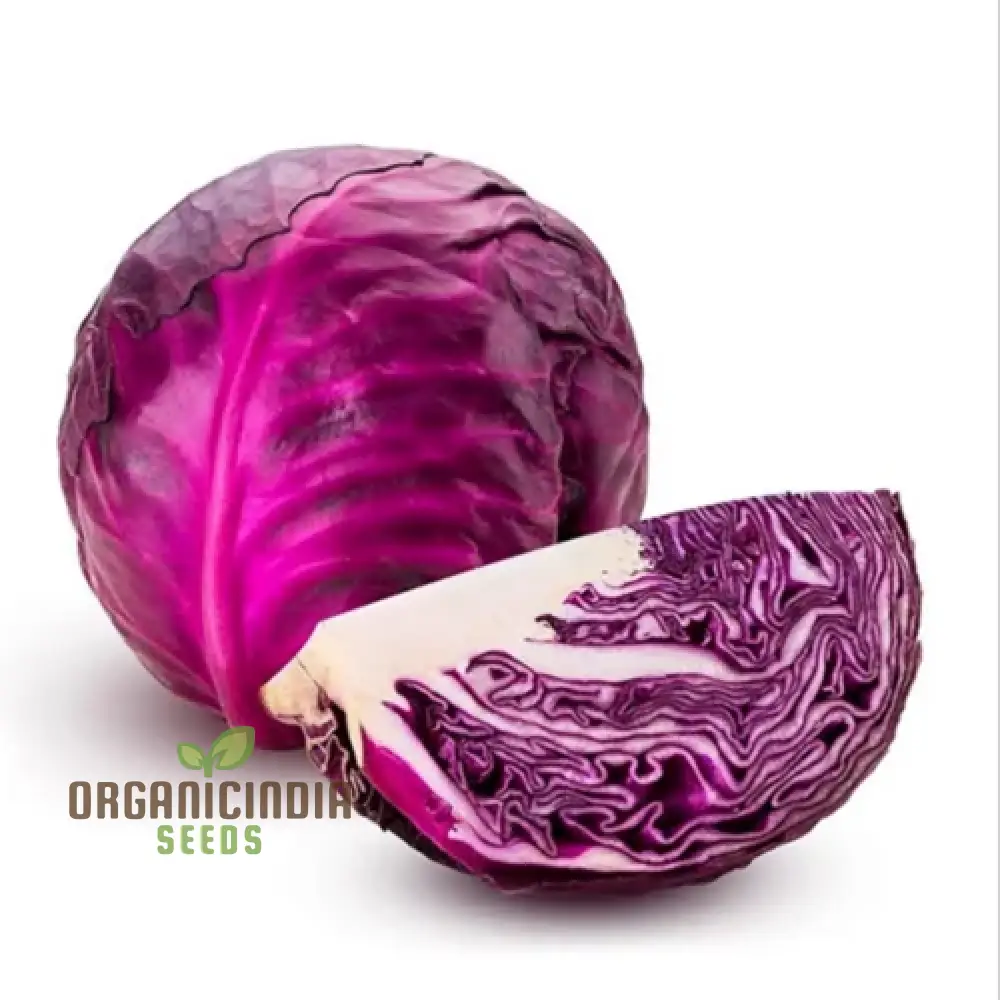Fresh Red Cabbage Heads Harvested from Seeds, Garden Vegetable