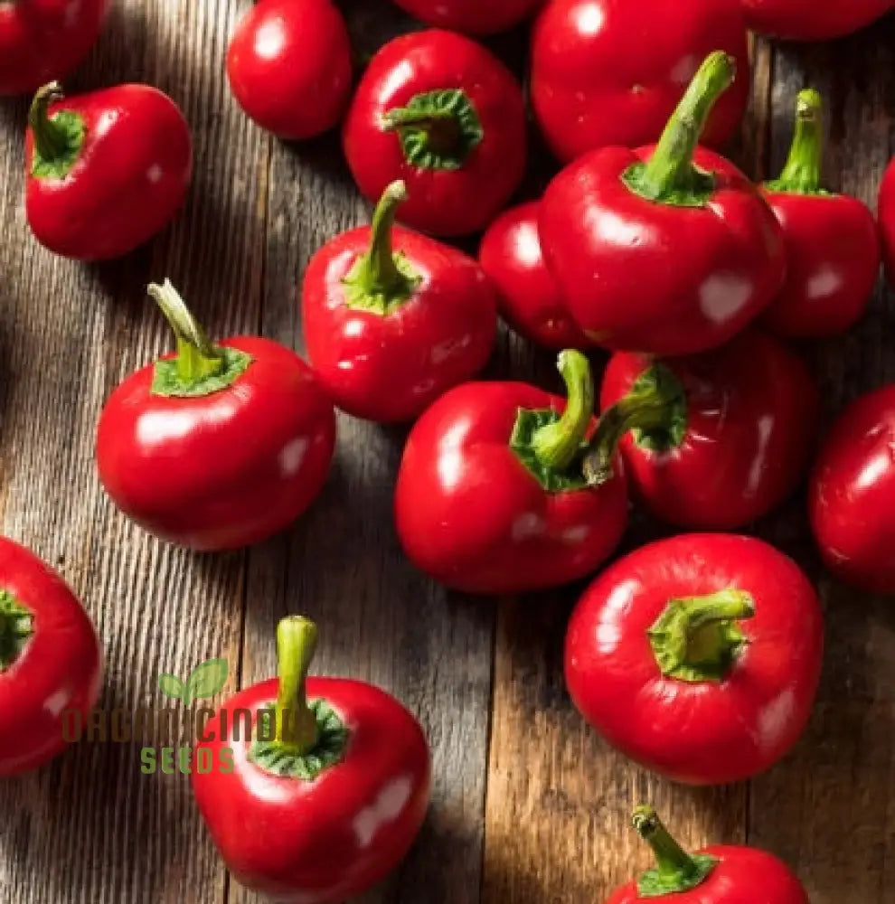 Red Cherry Sweet Pepper Plant from Seeds, Compact Garden Variety