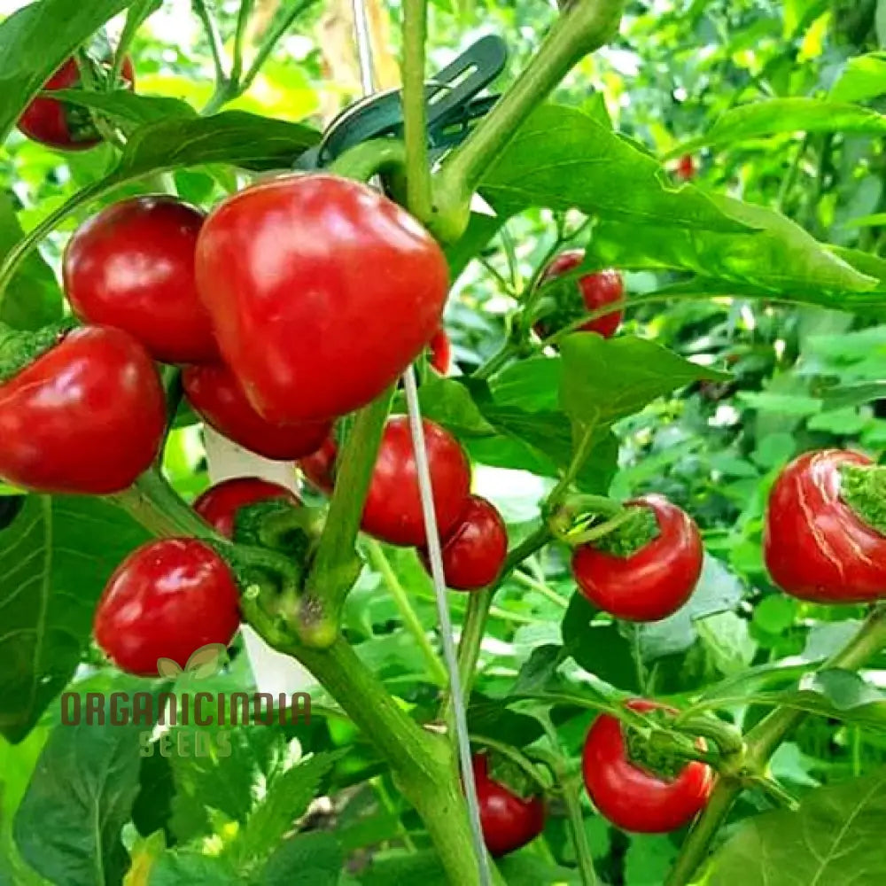 Red Cherry Sweet Pepper Seeds for Planting, Non-GMO Garden Seeds