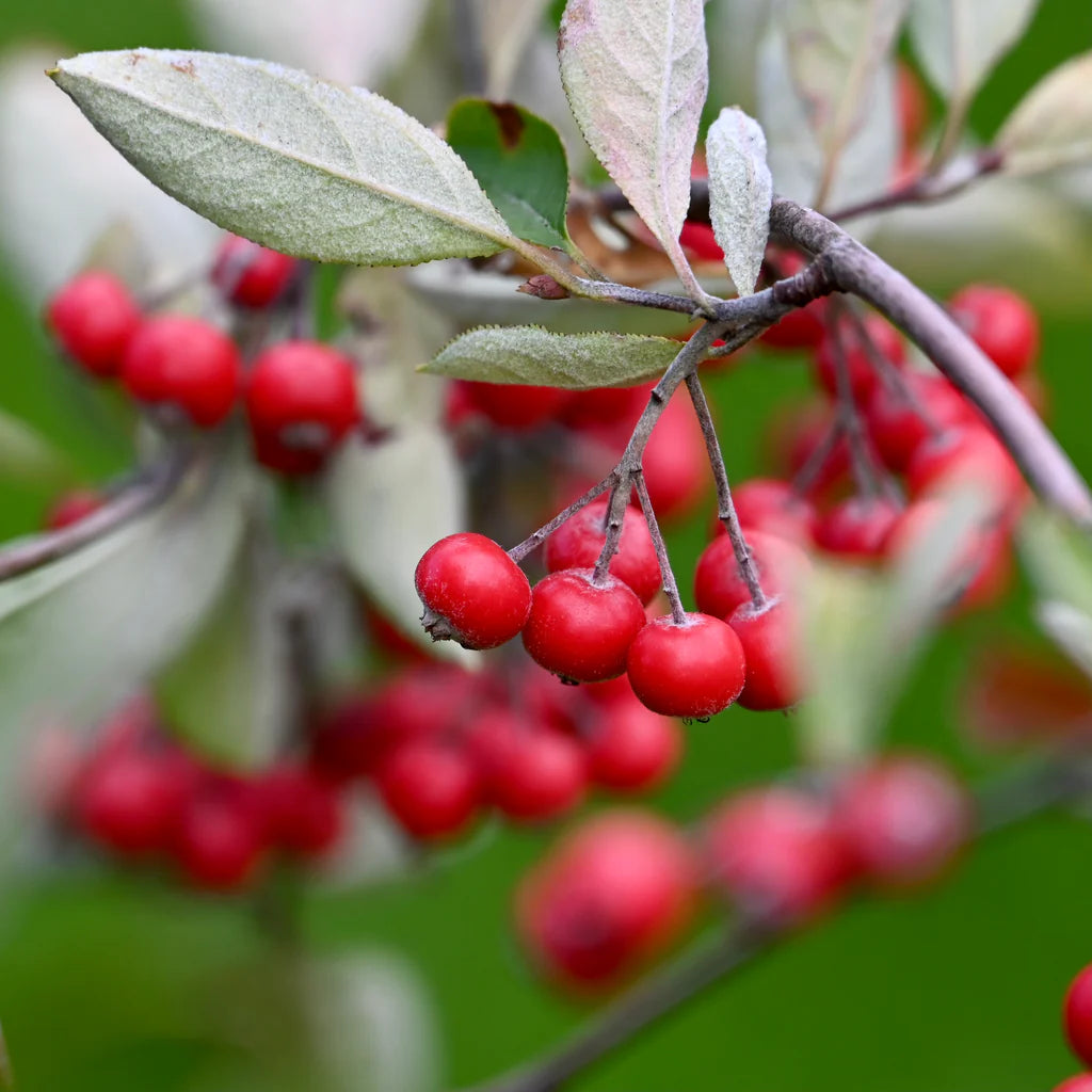 Red Chokeberry Seeds – Aronia arbutifolia Fruiting Ornamental Shrub
