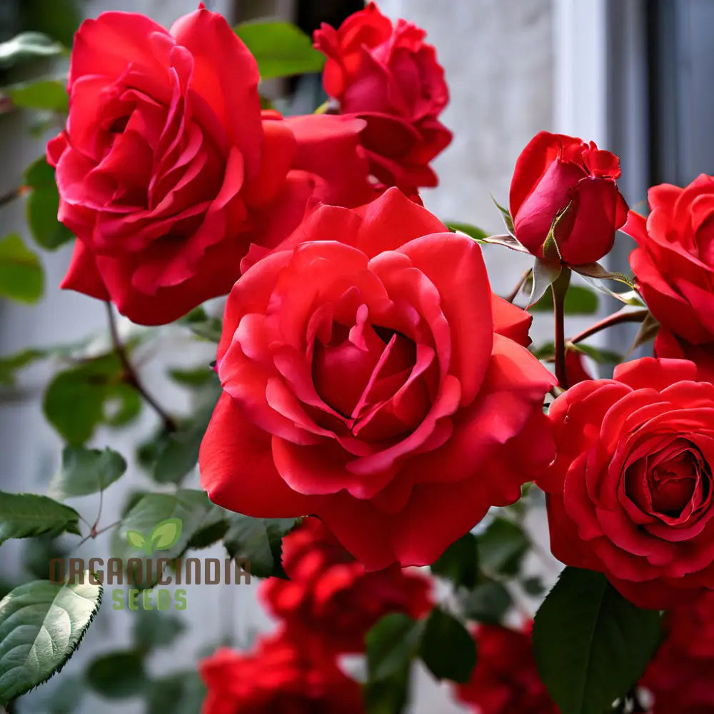 Red climbing rose seeds for planting