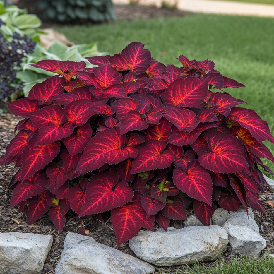 Red Coleus heirloom seeds deep crimson foliage for gardens