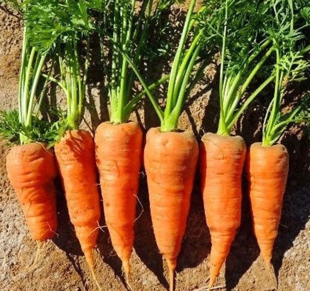 Harvested Red-Cored Chantenay Carrots from Seeds, Heirloom Sweet Variety