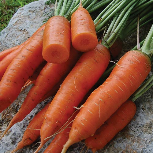 Red-Cored Chantenay Carrot Seedlings, Easy-to-Grow Heirloom Garden Carrots