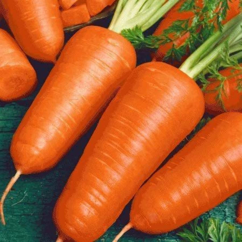 Red-Cored Chantenay Carrot Seeds for Planting, Heirloom Sweet Crisp Carrots