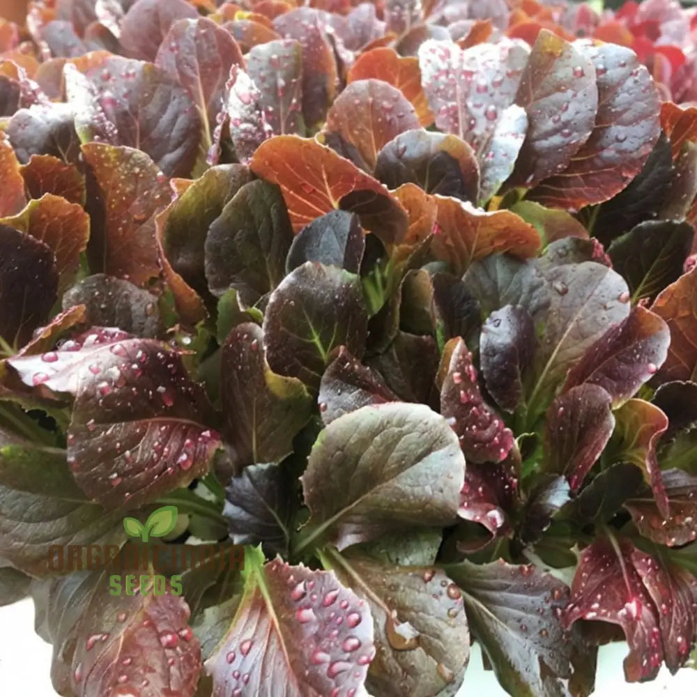 Red Cos Lettuce Seeds for Home Garden, Nutrient-Rich Salad Greens