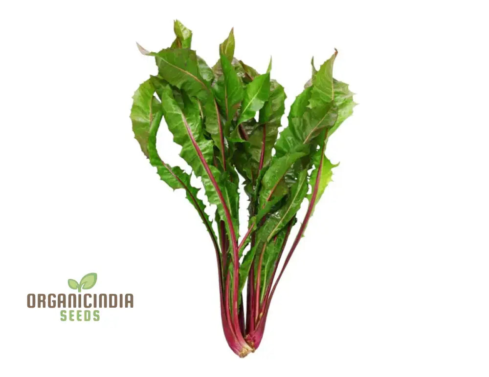 Close-Up of Crisp Red Chicory Leaves from Italiko Rosso Seeds