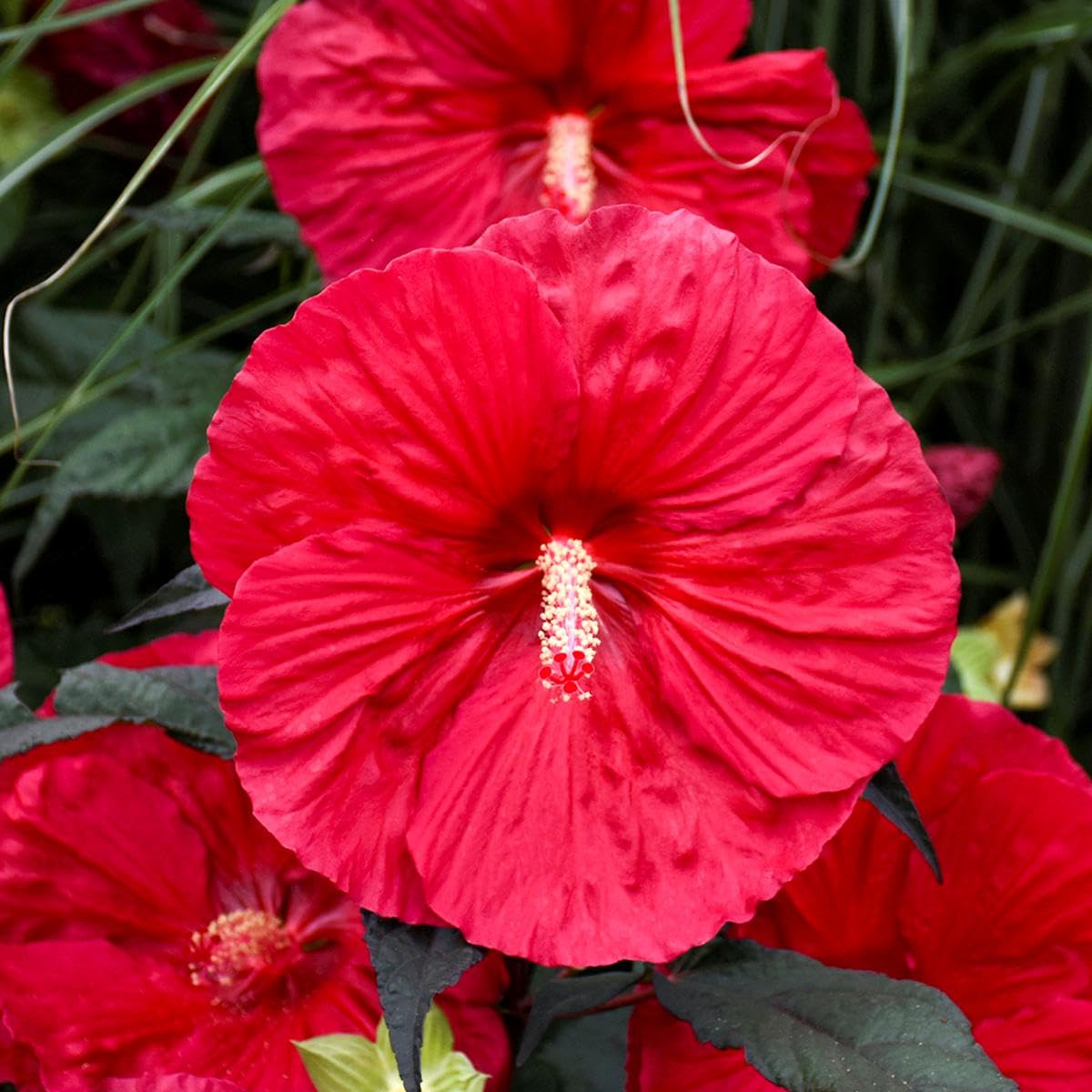 Red Dinner Plate Hibiscus Flower Seeds for Planting
