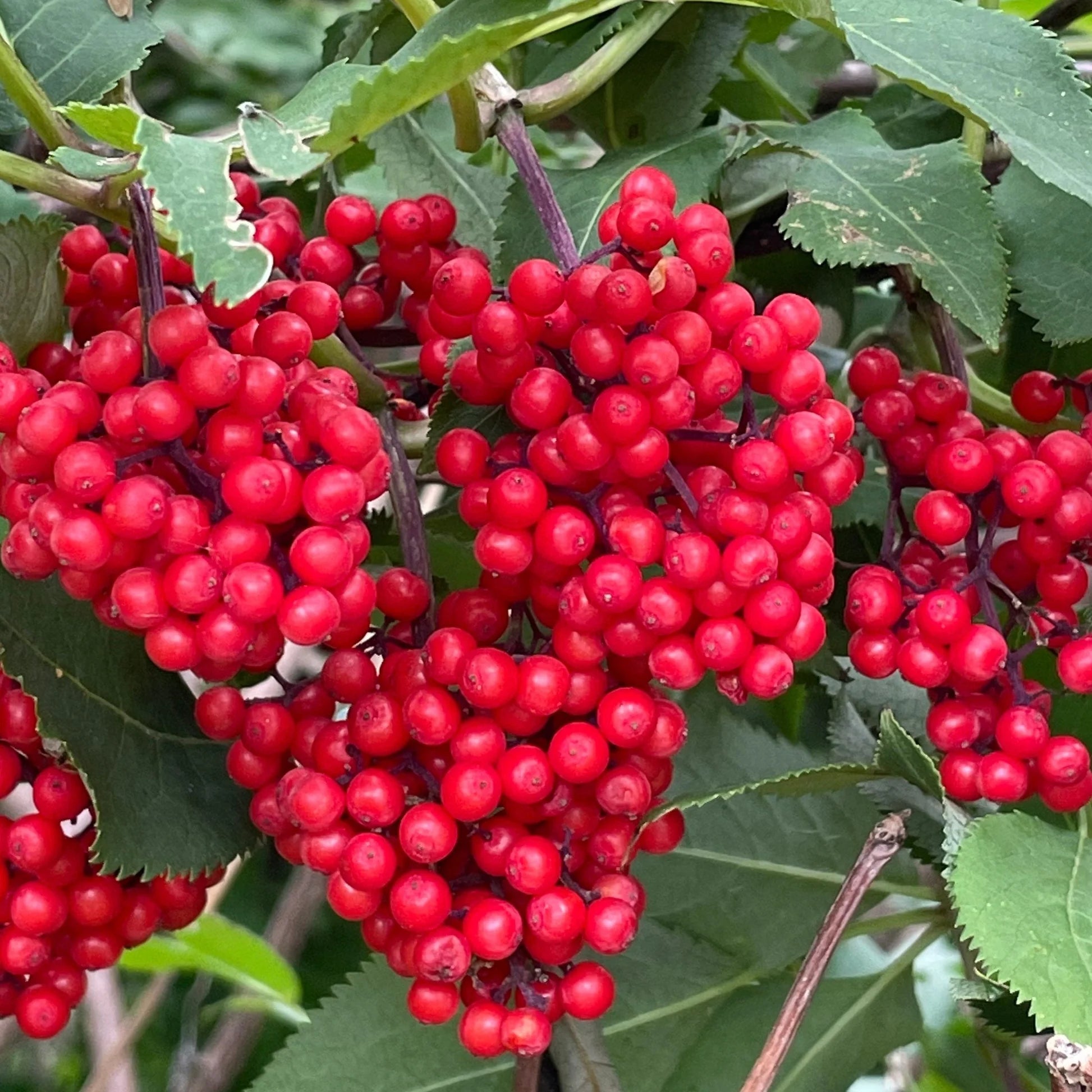Red Elderberry Seeds Non-GMO for Planting