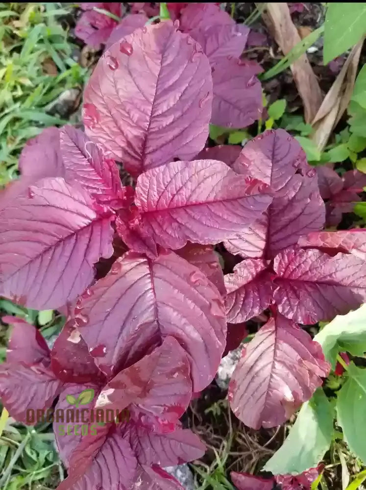 Fresh Red Garnet Amaranth Leaves, Nutrient-Rich Organic Greens
