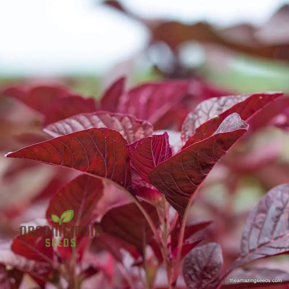 Mature Red Garnet Amaranth Plant, Premium Organic Leafy Greens