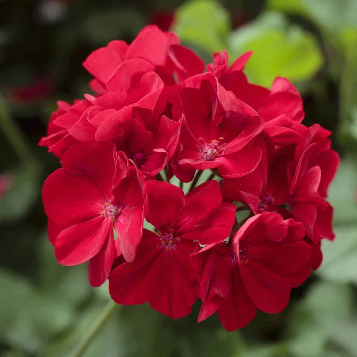 Red Geranium Seeds for Garden Planting, Non-GMO Flower Seeds