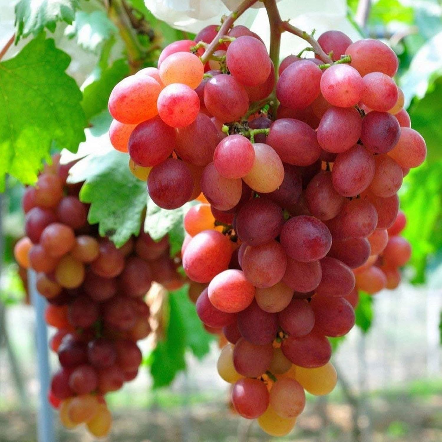 Red Globe Grape Seeds for Planting – Giant Juicy Variety
